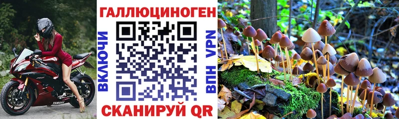 Галлюциногенные грибы Psilocybe  где купить наркоту  Малмыж 
